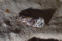 Apotomis betuletana