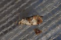 Neocochylis hybridella