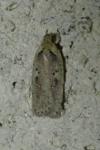 Agonopterix yeatiana