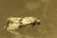 Eupoecilia angustana