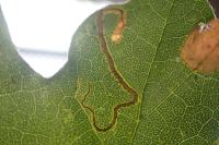 Stigmella aceris