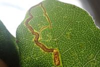 Stigmella aceris