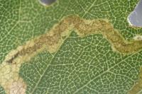 Stigmella aceris