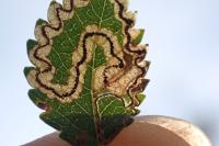 Stigmella ulmivora
