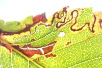 Stigmella ulmivora