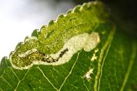 Stigmella catharticella