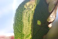 Stigmella catharticella