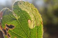 Stigmella catharticella