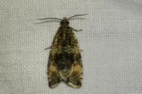 Celypha lacunana