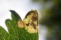 Stigmella hybnerella