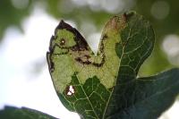 Stigmella hybnerella