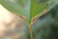 Stigmella regiella