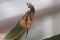 Parornix anglicella