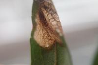 Parornix anglicella