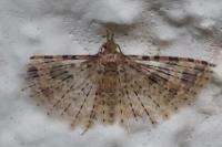 Alucita hexadactyla/bidentata