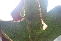 Lyonetia clerkella