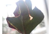 Lyonetia clerkella