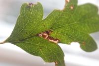 Bucculatrix bechsteinella