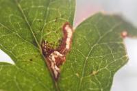 Bucculatrix bechsteinella