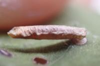 Coleophora serratella