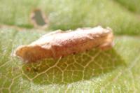 Coleophora serratella
