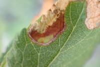 Lyonetia prunifoliella