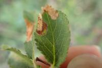 Lyonetia prunifoliella