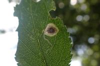 Stigmella plagicolella