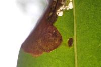 Gracillaria syringella