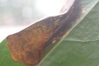 Gracillaria syringella