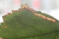 Stigmella aurella/splendidissimella