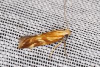 Mirificarma eburnella