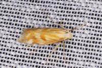 Mirificarma eburnella