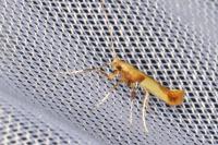 Caloptilia