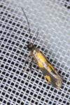 Euspilapteryx auroguttella
