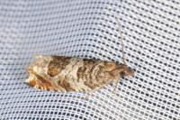 Ancylis achatana