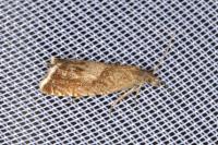 Dichrorampha