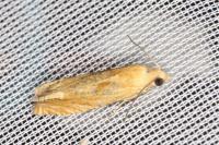 Eucosma