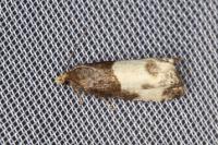 Notocelia cynosbatella