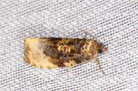 Hedya ochroleucana