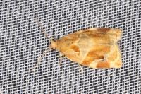 Archips xylosteana