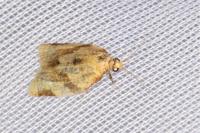 Clepsis consimilana