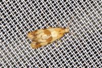 Phalonidia contractana