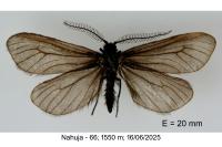 Heterogynis penella