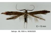 Coleophora mayrella