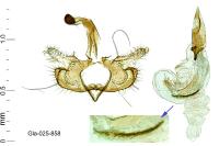 Coleophora mayrella