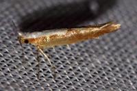 Argyresthia semitestacella