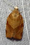 Pandemis cinnamomeana