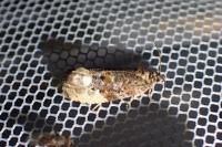 Hedya nubiferana