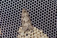 Cnephasia
